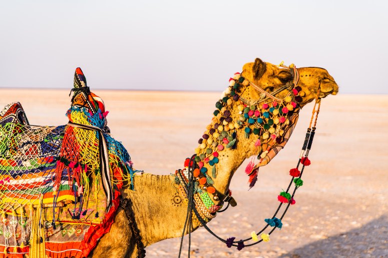 Pushkar camel